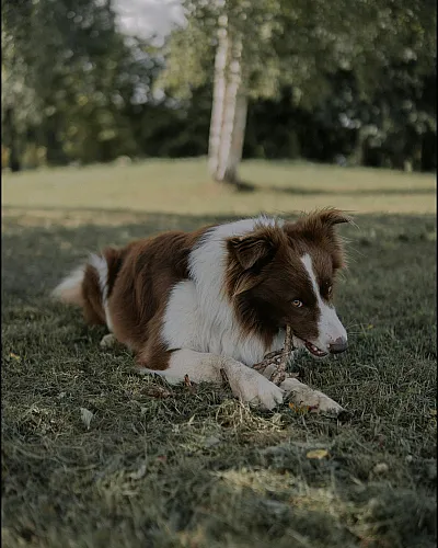 A serene park setting featuring a brown and white dog lying on the grass with trees in the background.