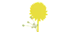 Illustrative depiction of a vibrant yellow dandelion with delicate seeds against a transparent background.