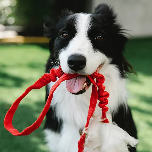 Playful black and white dog with bright eyes holding a red toy in its mouth on a lush green lawn.