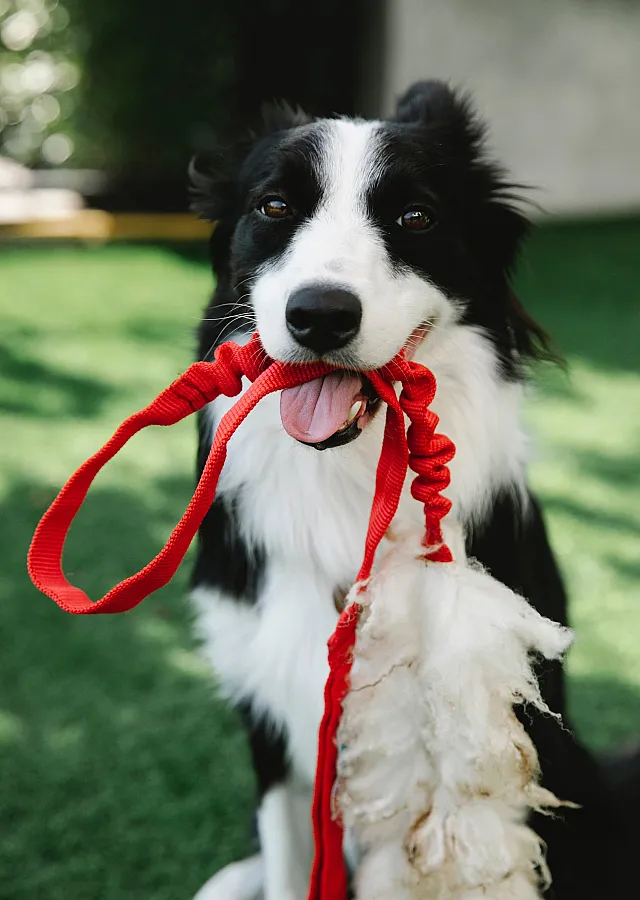 Playful dog with a red tug toy in a vibrant green outdoor setting.