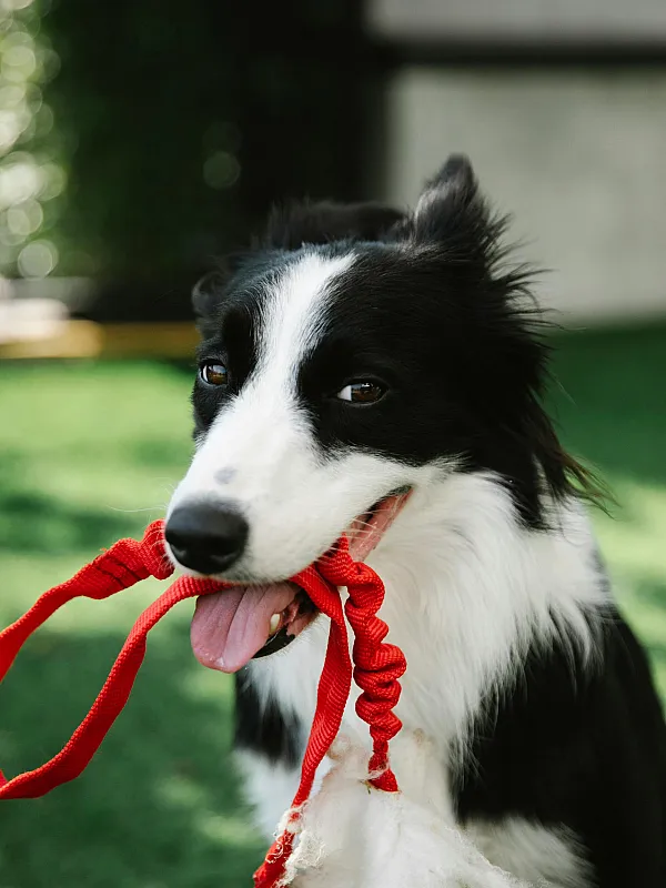 Playful dog ready for fun, holding a vibrant red toy in a lush green garden.