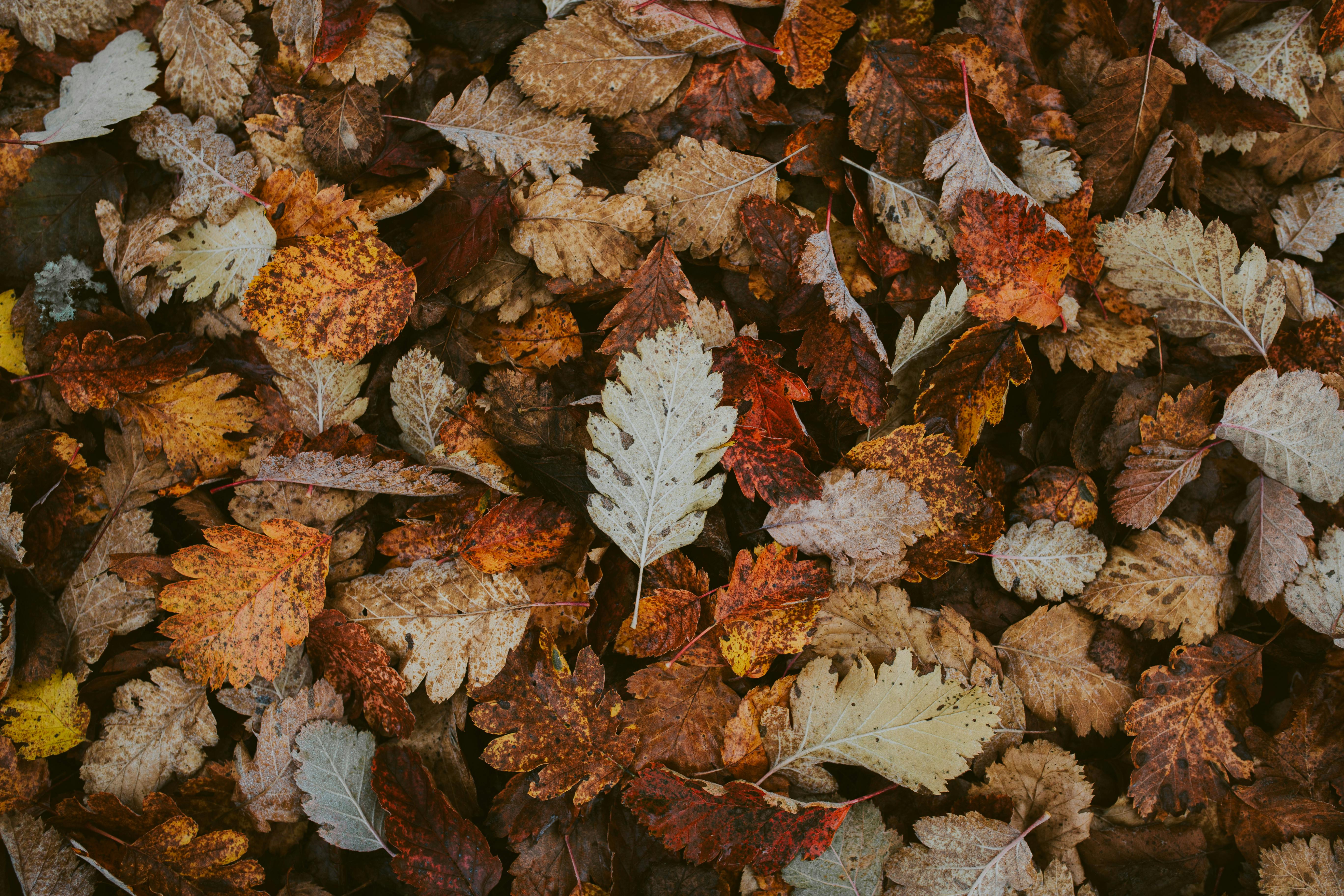 Transition Your Apartment for Fall at The Station | Nampa ID-image