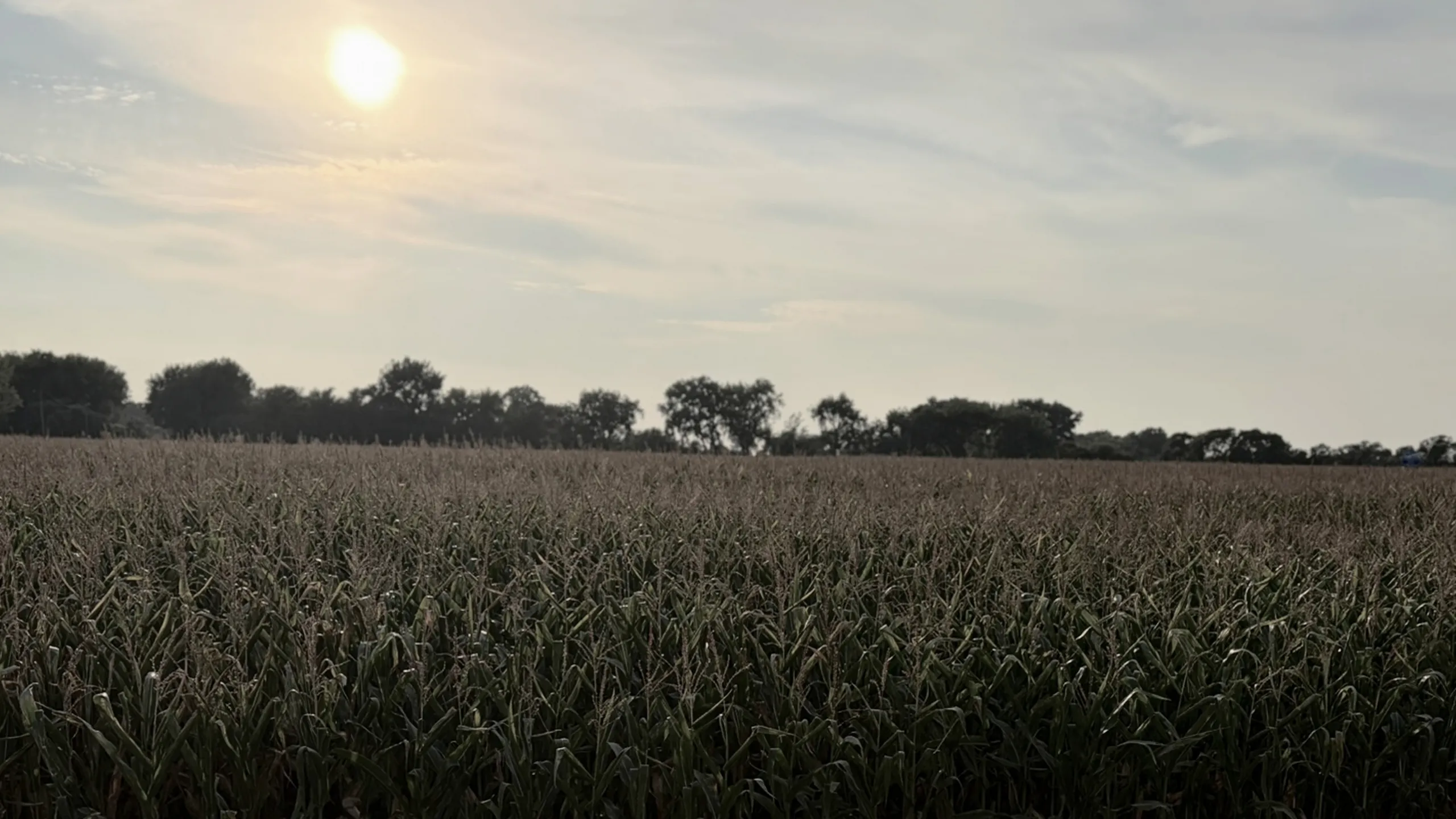 The Landing by CRG - Sunlit Field View