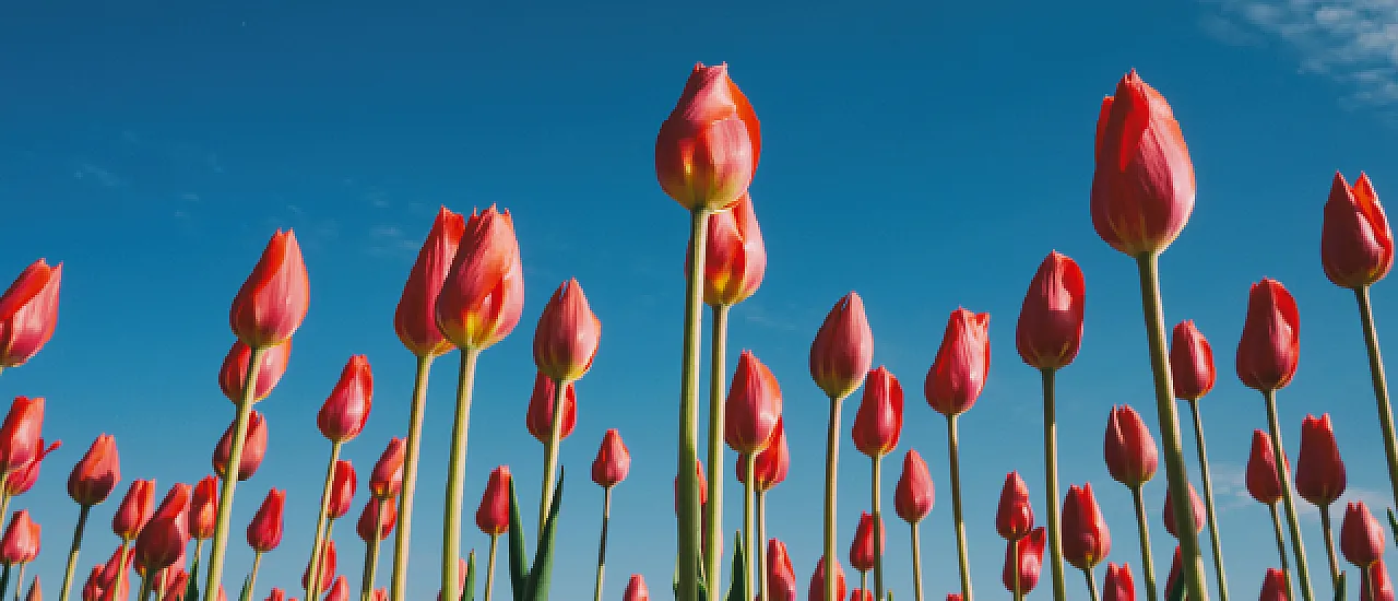Vibrant red tulips reaching towards a clear blue sky, capturing the essence of springtime beauty and renewal.