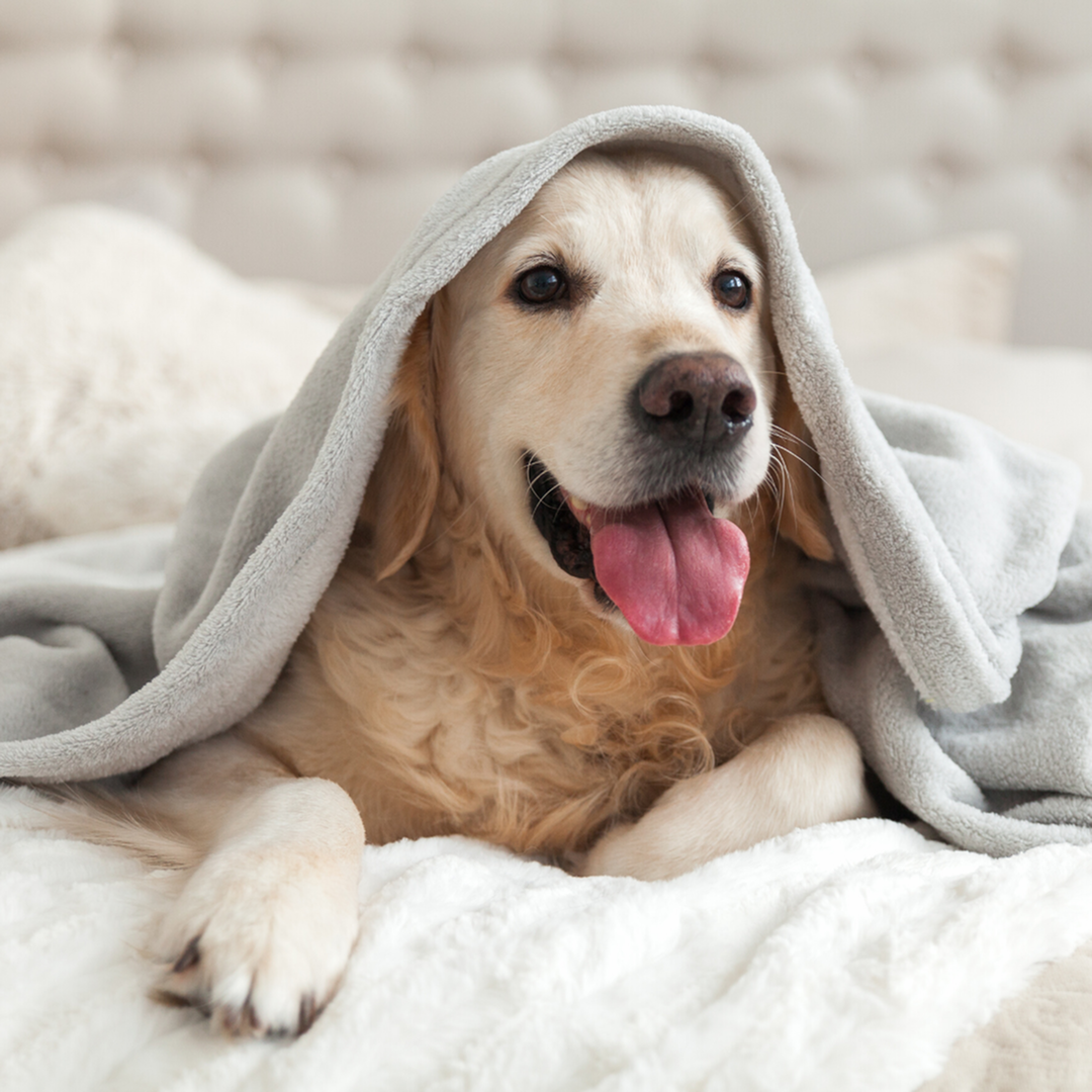 How to Find a Pet-Friendly Apartment-image