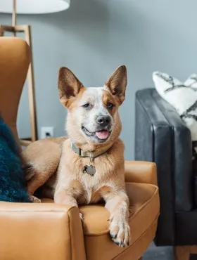 Pet-Friendly Apartments |  LC Germantown | Nashville Apartments, pet-friendly, bright, modern, luxury finishes, stainless steel appliances