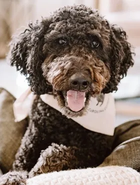Pet-Friendly Apartments | LC Hilliard | Hilliard Apartments