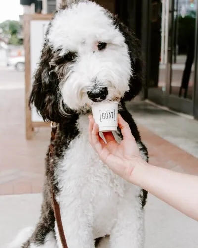 Pet-Friendly Apartments | LC RiverSouth - 205 S High | Columbus Apartments