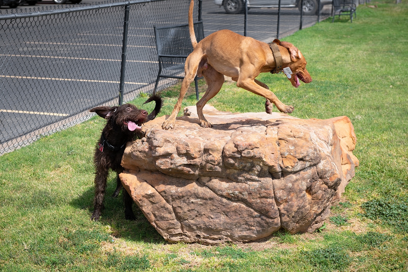 Pet park at Raiders Walk featuring fun obstacles for dogs to play on and ample space for exercise