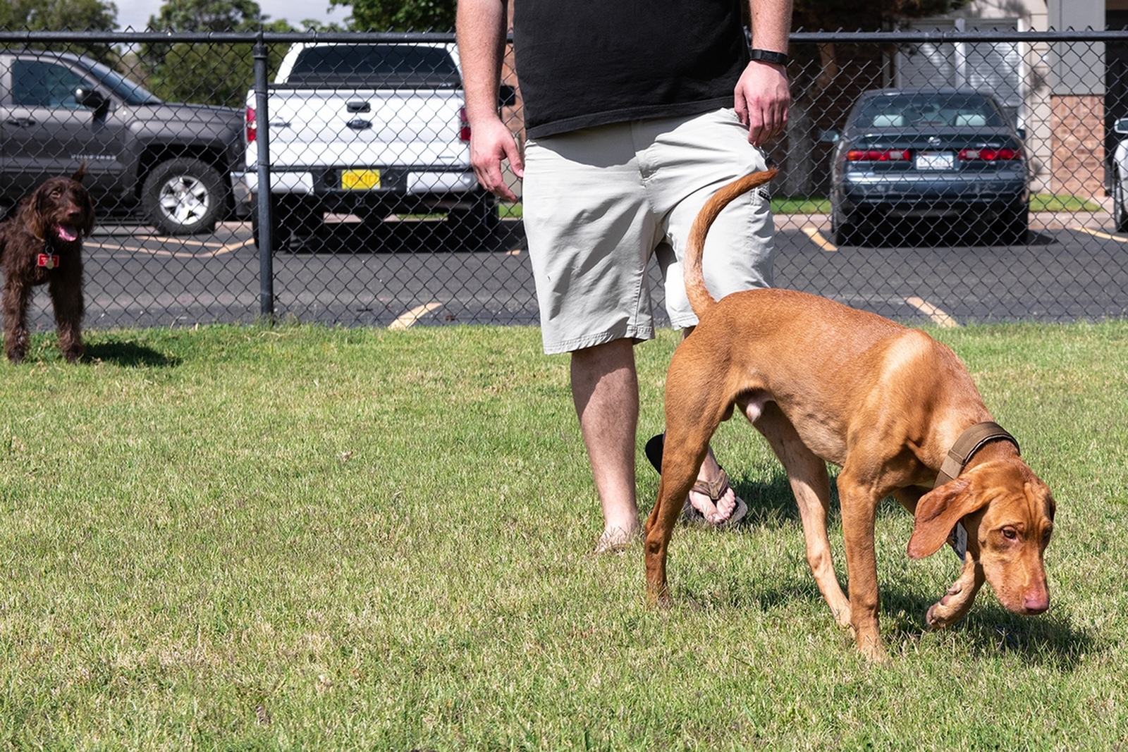 Bring Your Dog to the Off Leash, Fenced Pet Park with Obstacles