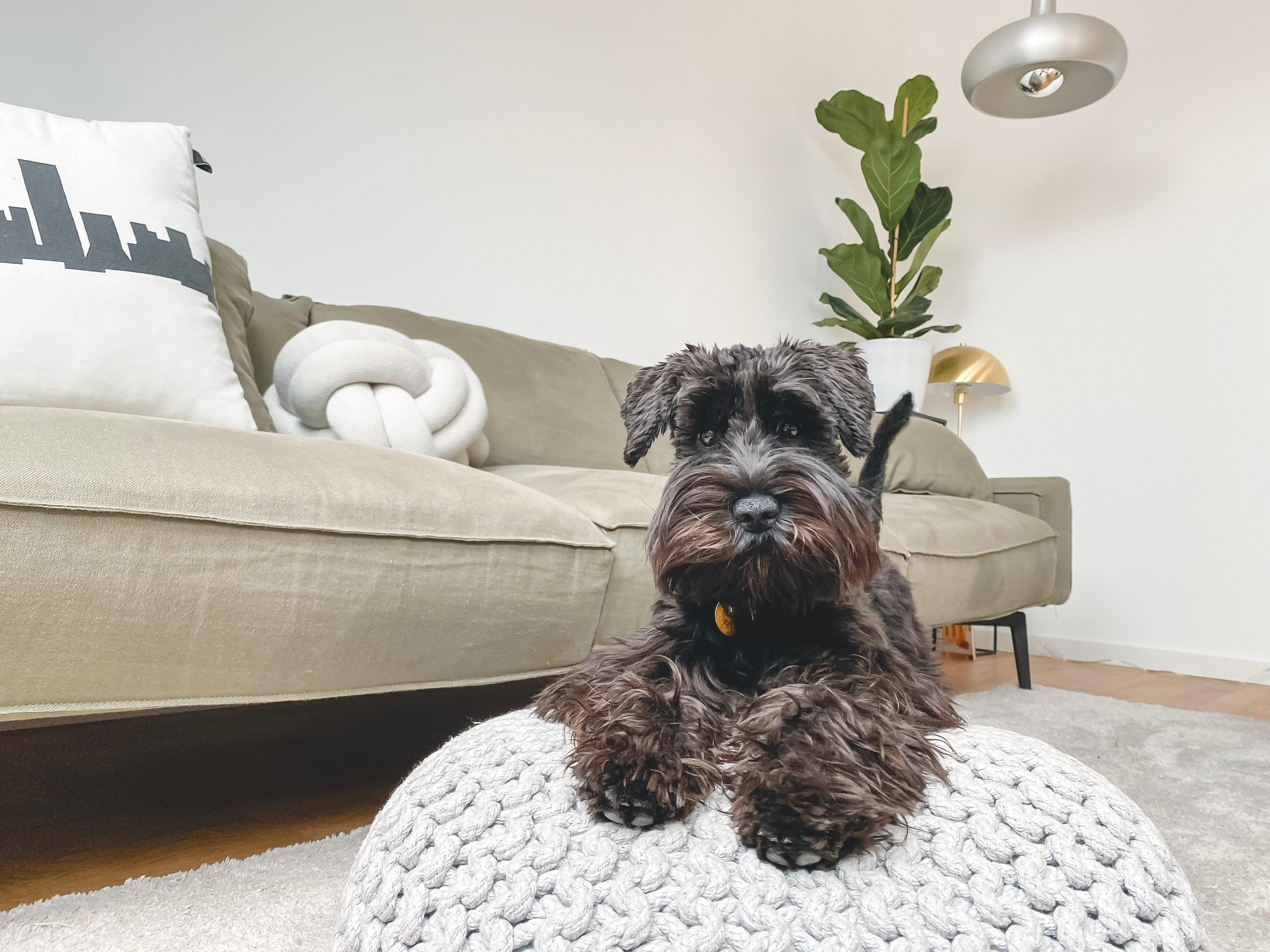 black scottish terrier sitting on a cushion in front of a grey couch with a lamp and plant in the background