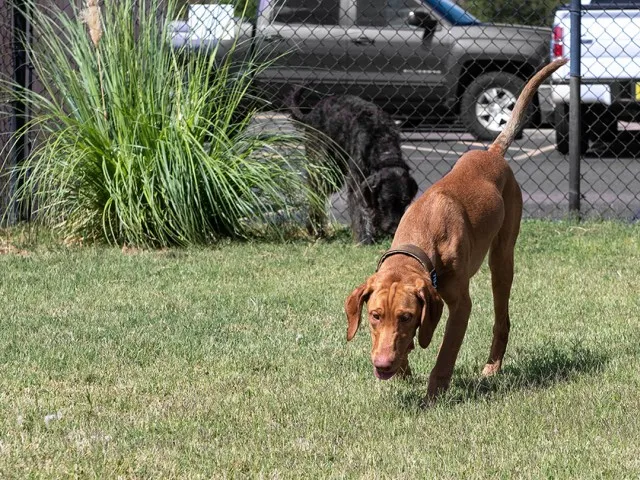 Image of Pet Park for Raiders Walk