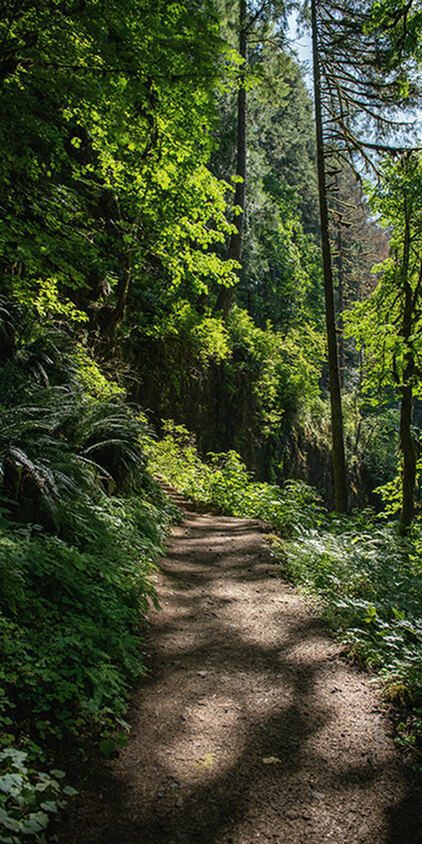 Wooded Trail