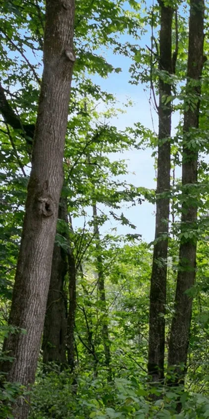 Wooded Area Behind Property
