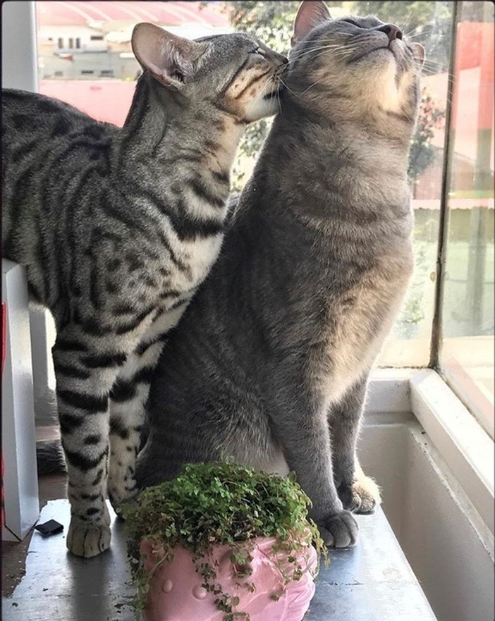 Two cats in window