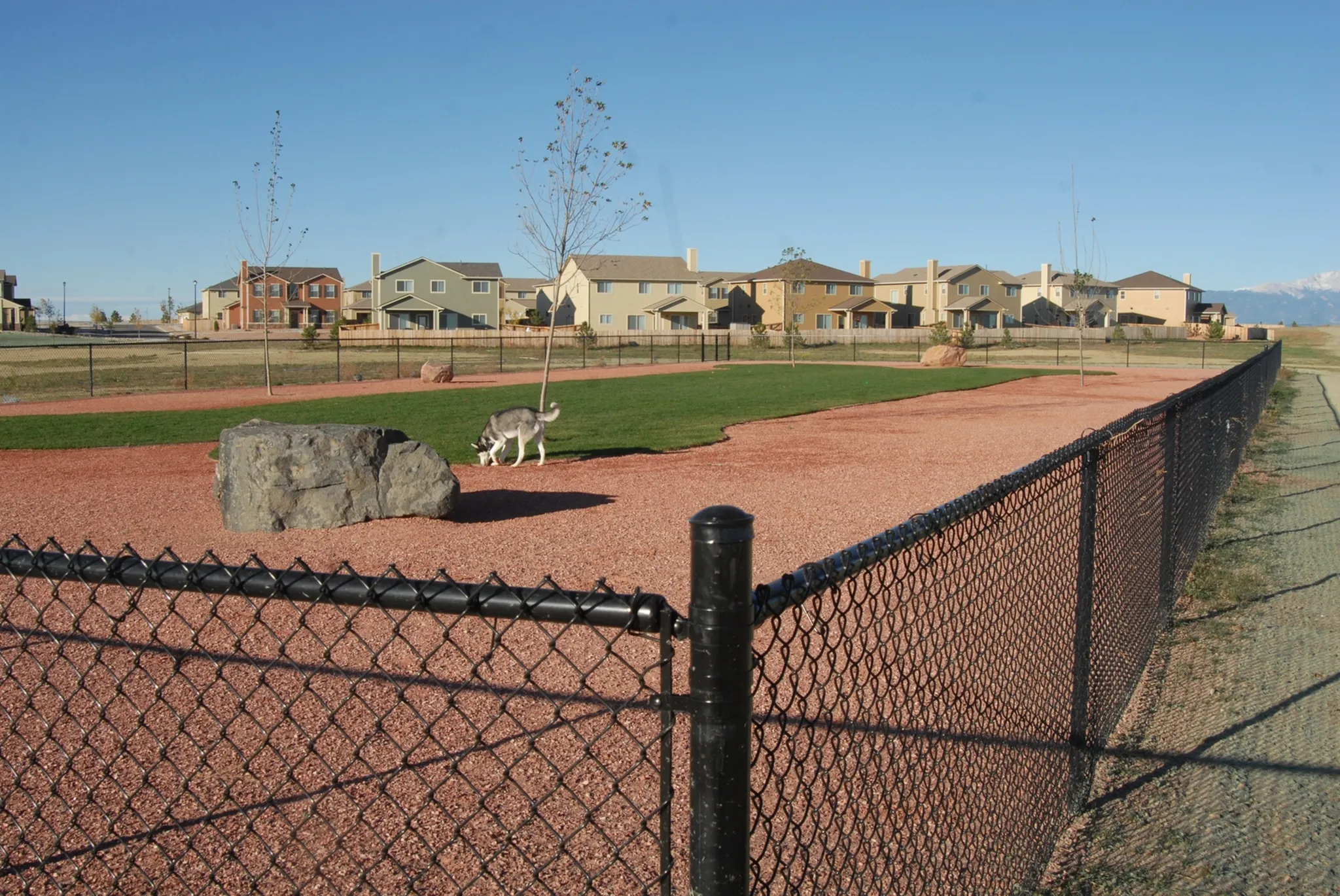 Husky playing in dog park
