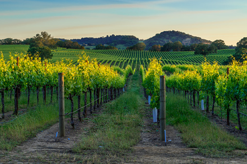 Petaluma winery cheap