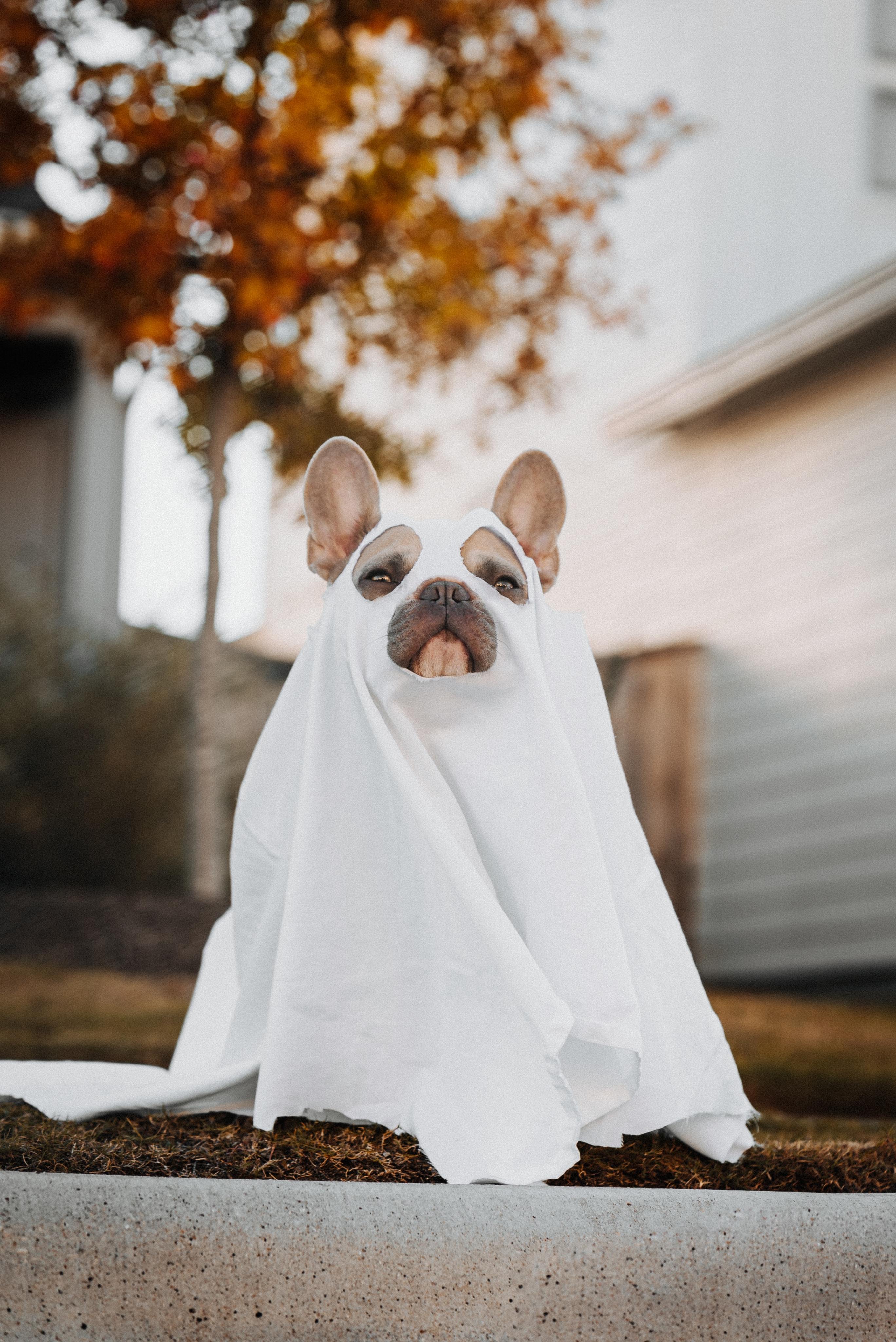 Pet Costume Ideas for Halloween 2021-image