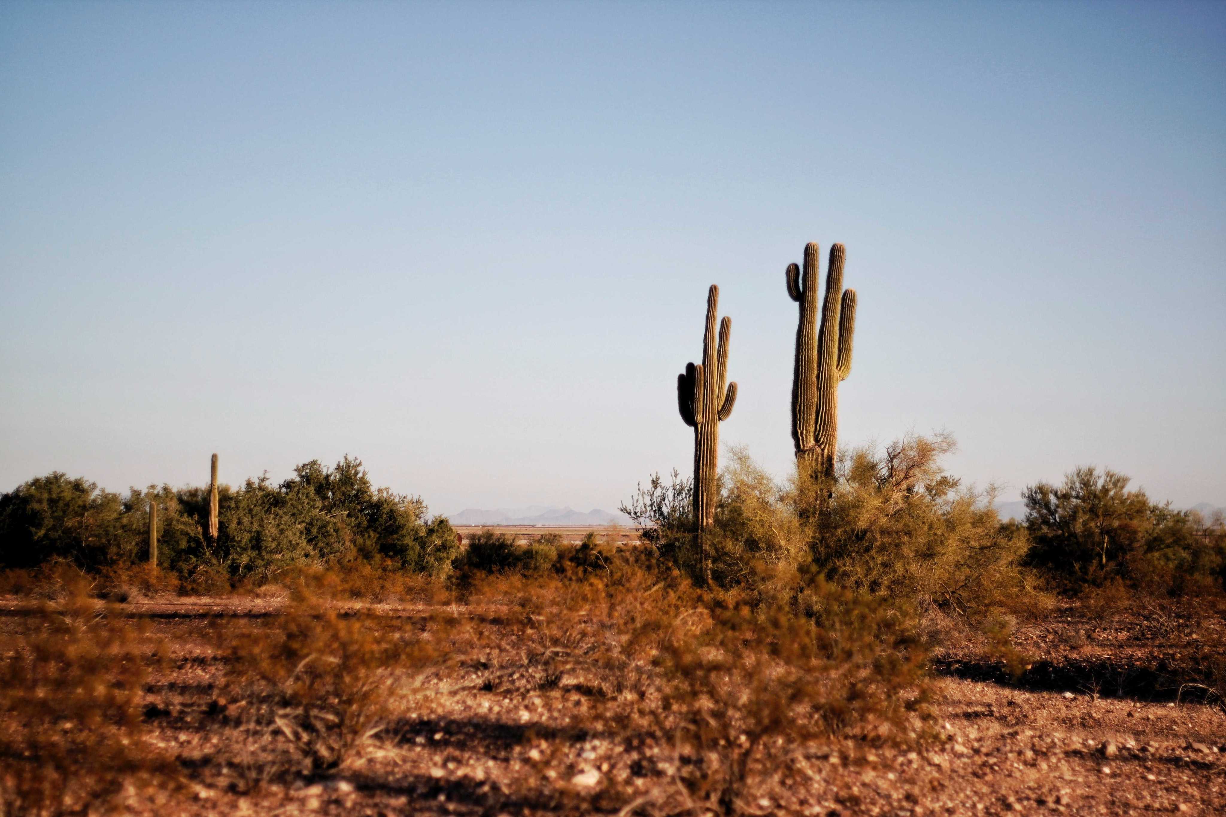 Follow Your Desert Heart: Hiking Trails in Glendale, AZ with Terrific Desert Views-image