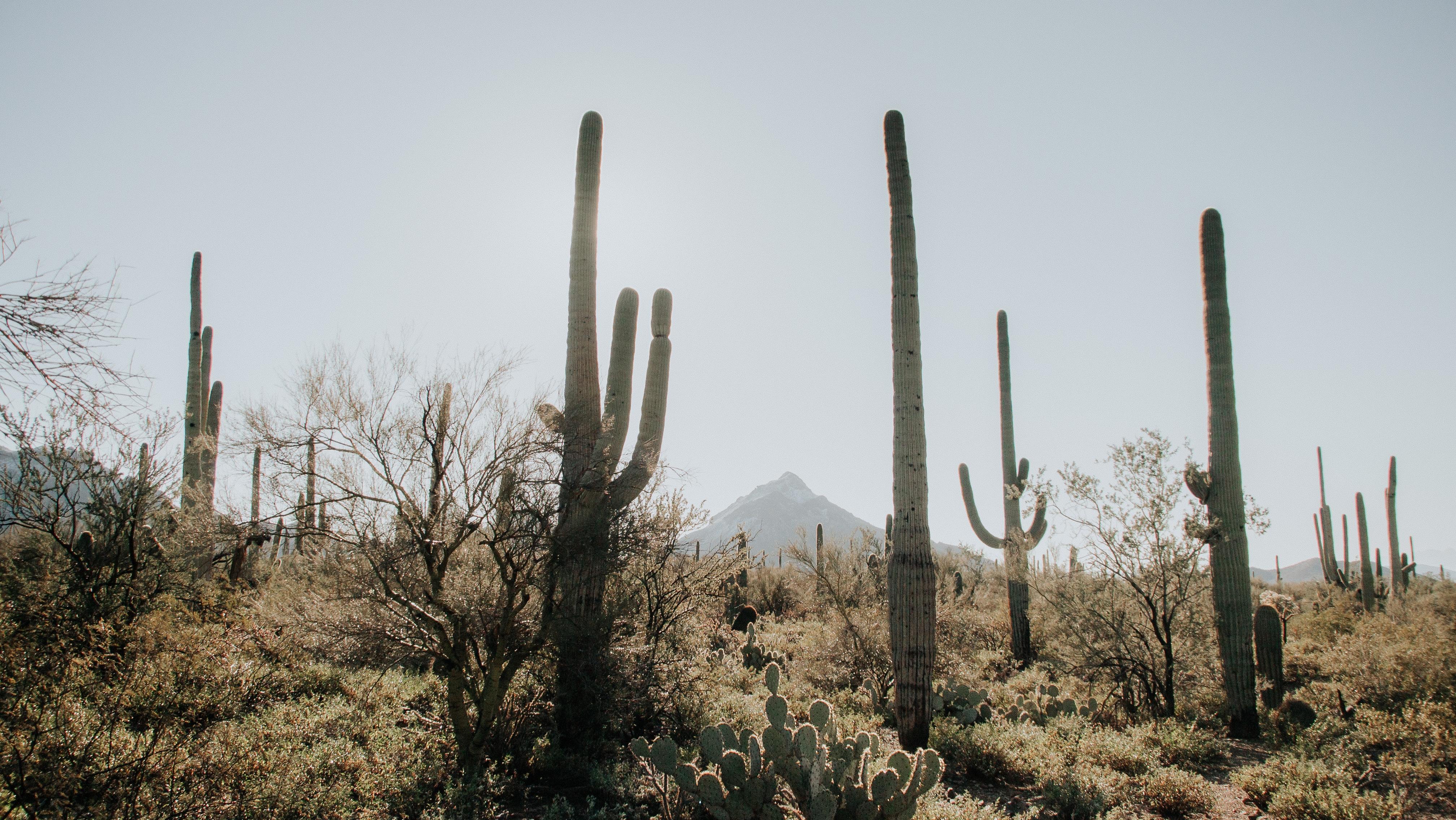 The Great Outdoors of Mesa-image