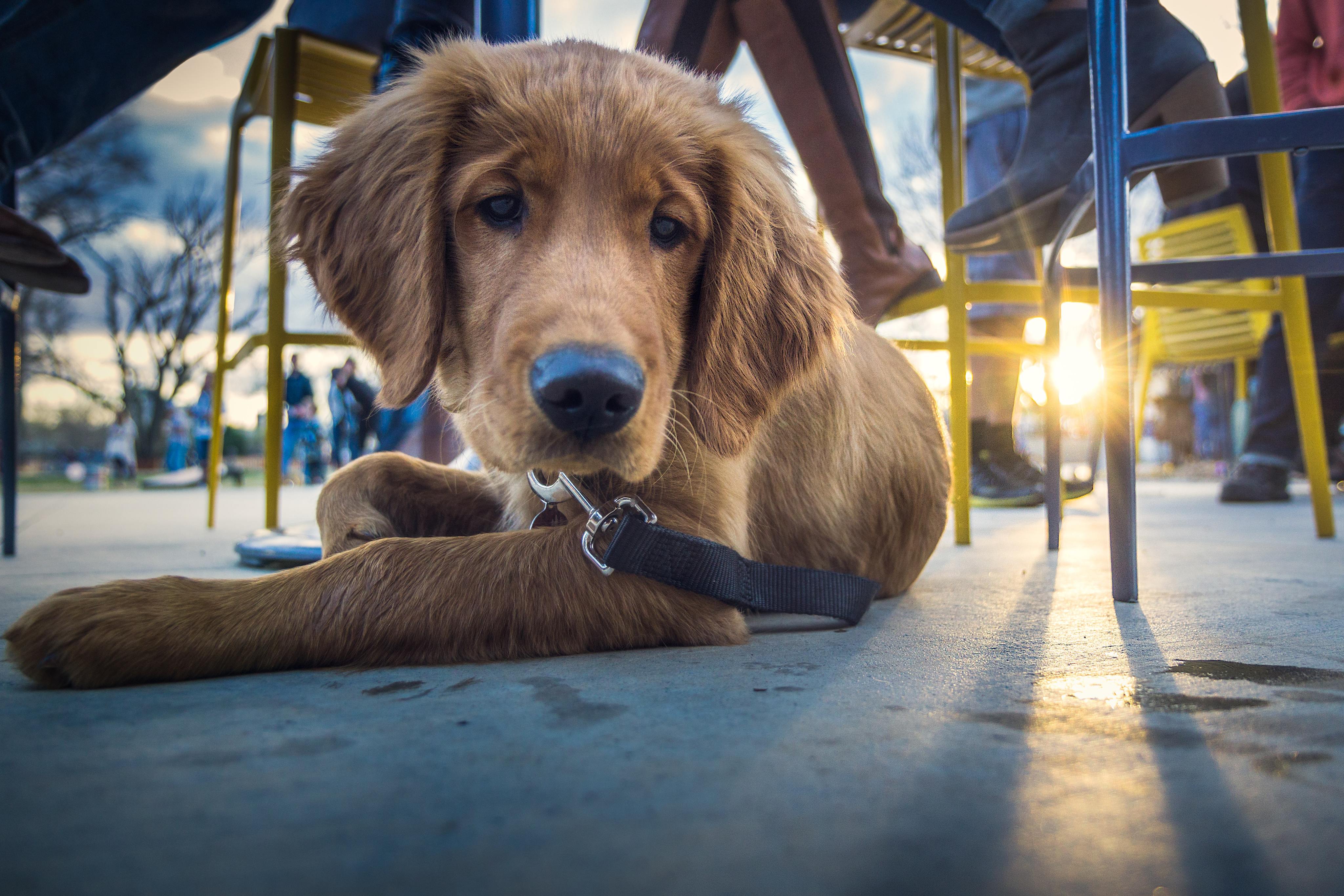 Dog-Friendly Restaurants in Mesa Az-image