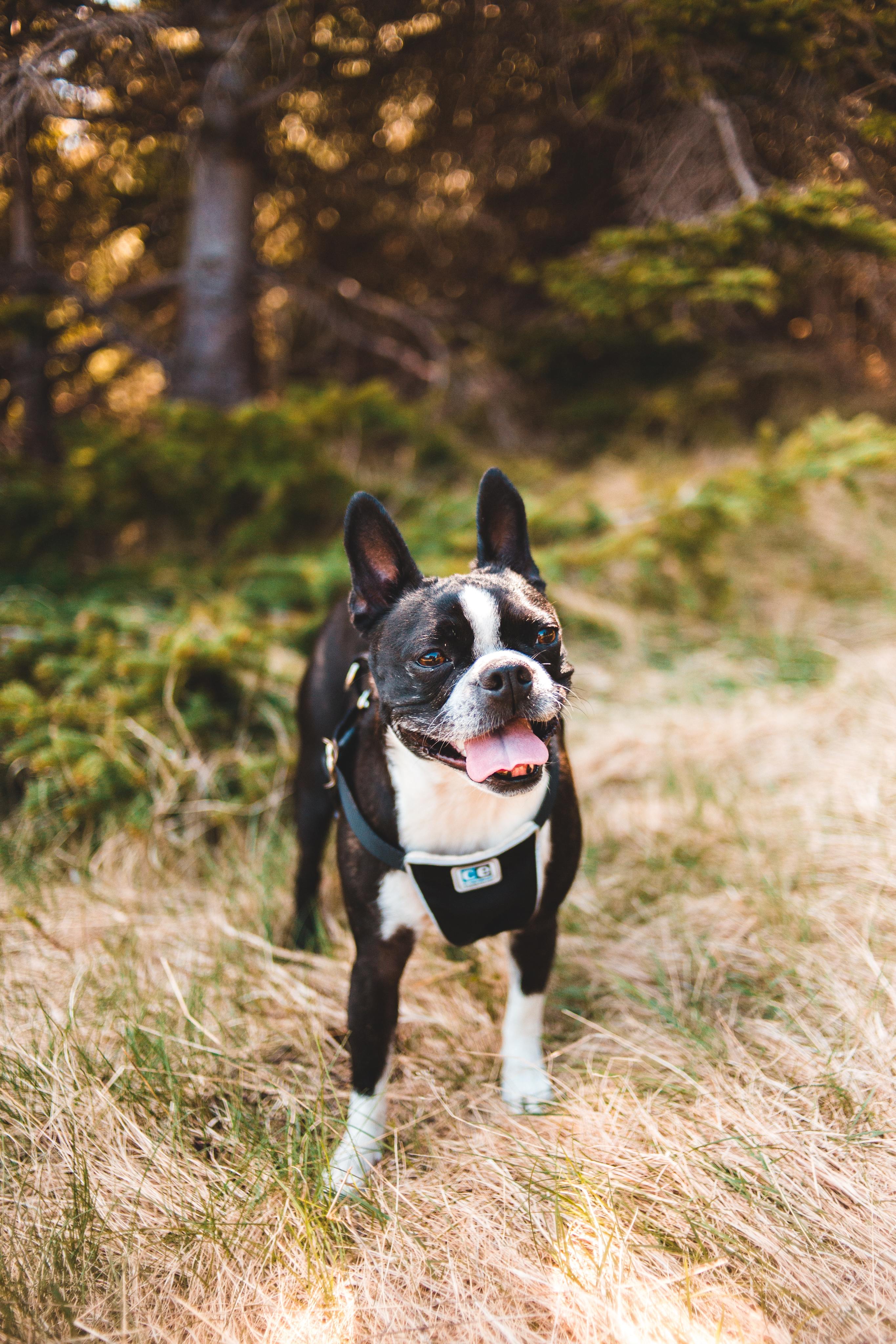 Your Guide to Gilbert, AZ’s Best Dog-Friendly Parks-image