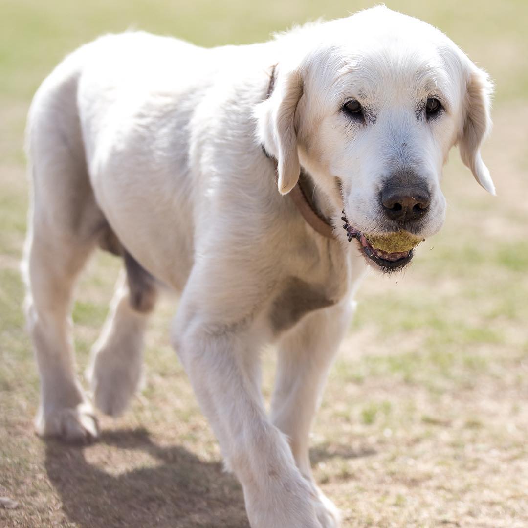 Fun Things to Do With Your Pet Near Goodyear-image