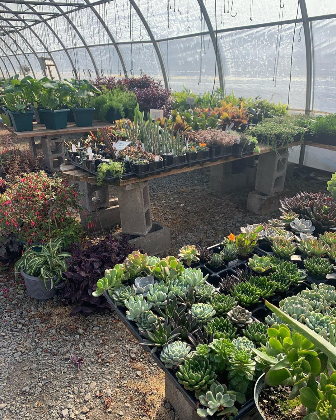 Plant Nurseries in Vancouver WA-image