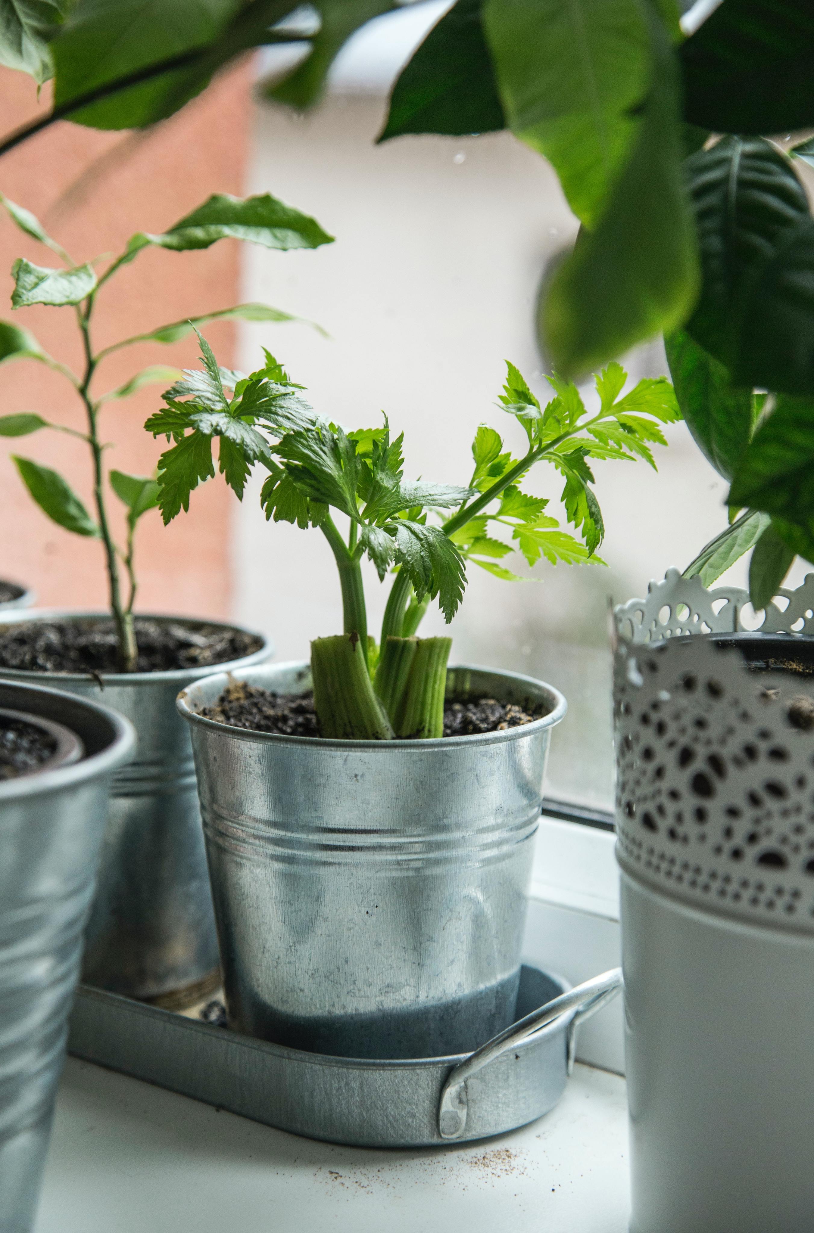 The Ultimate Guide to an Indoor Herb Garden-image