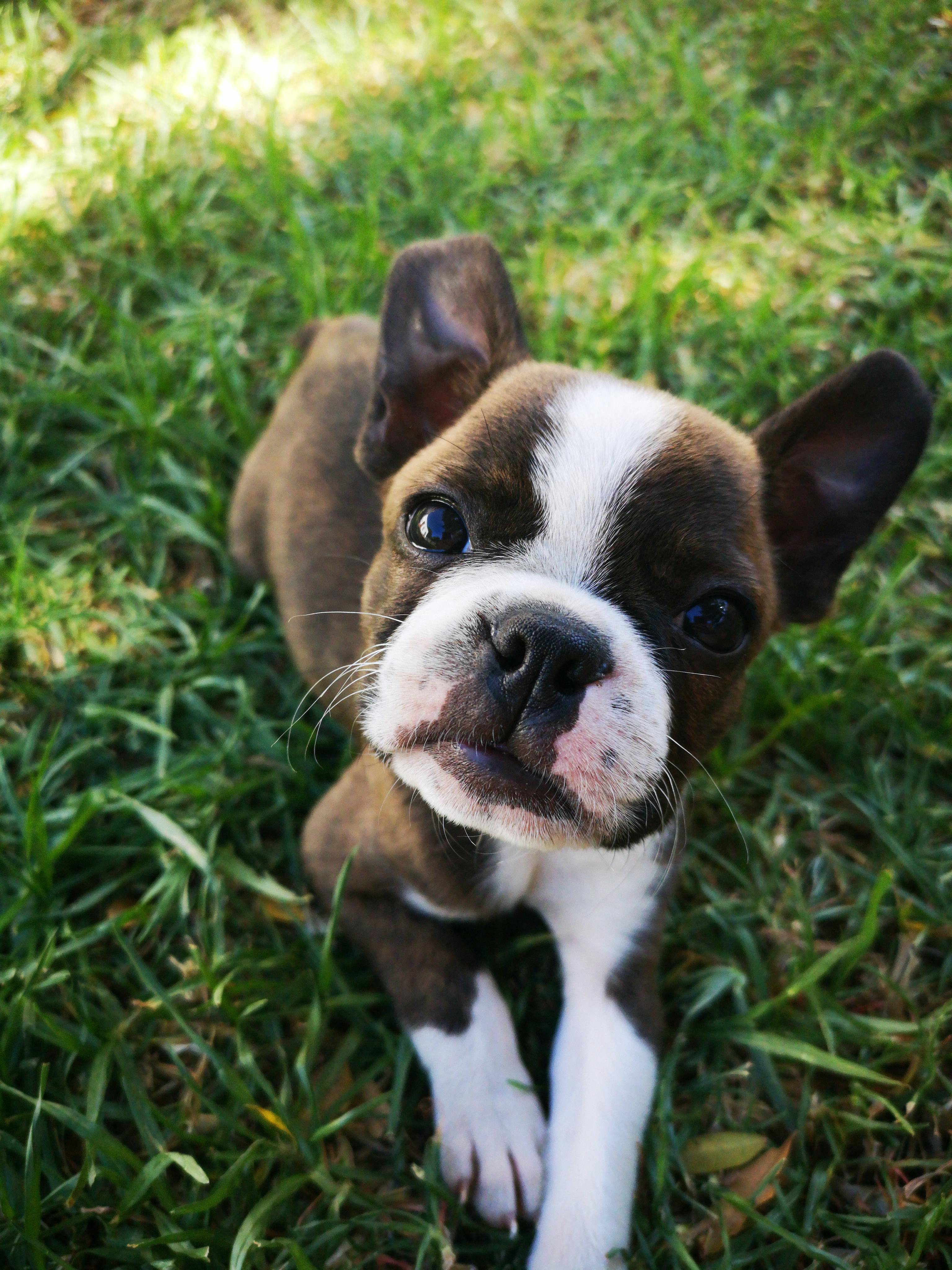 Local Animal Shelters Where You Can Meet Your New Best Friend-image