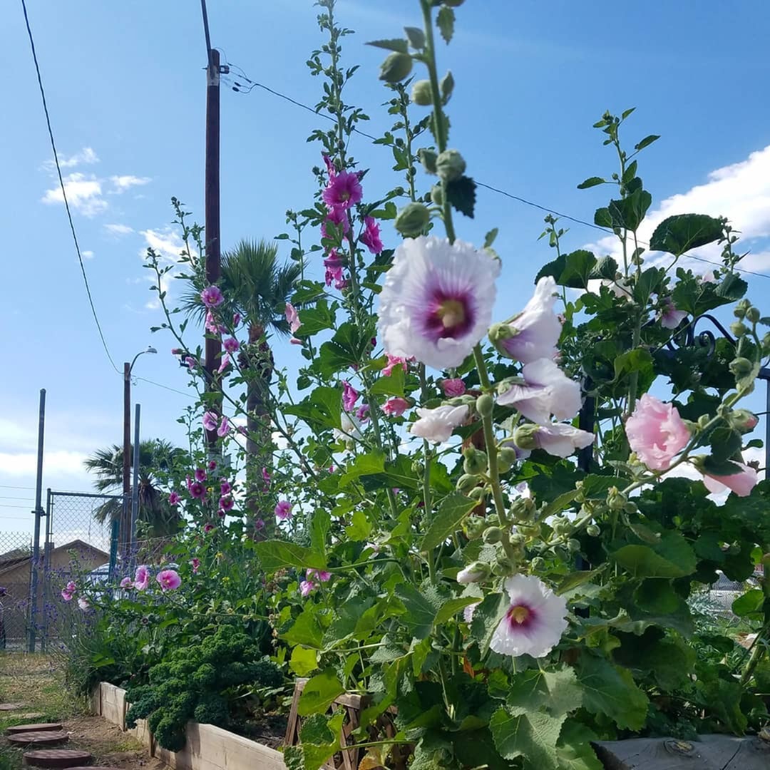 Local Community Gardens Near Goodyear-image