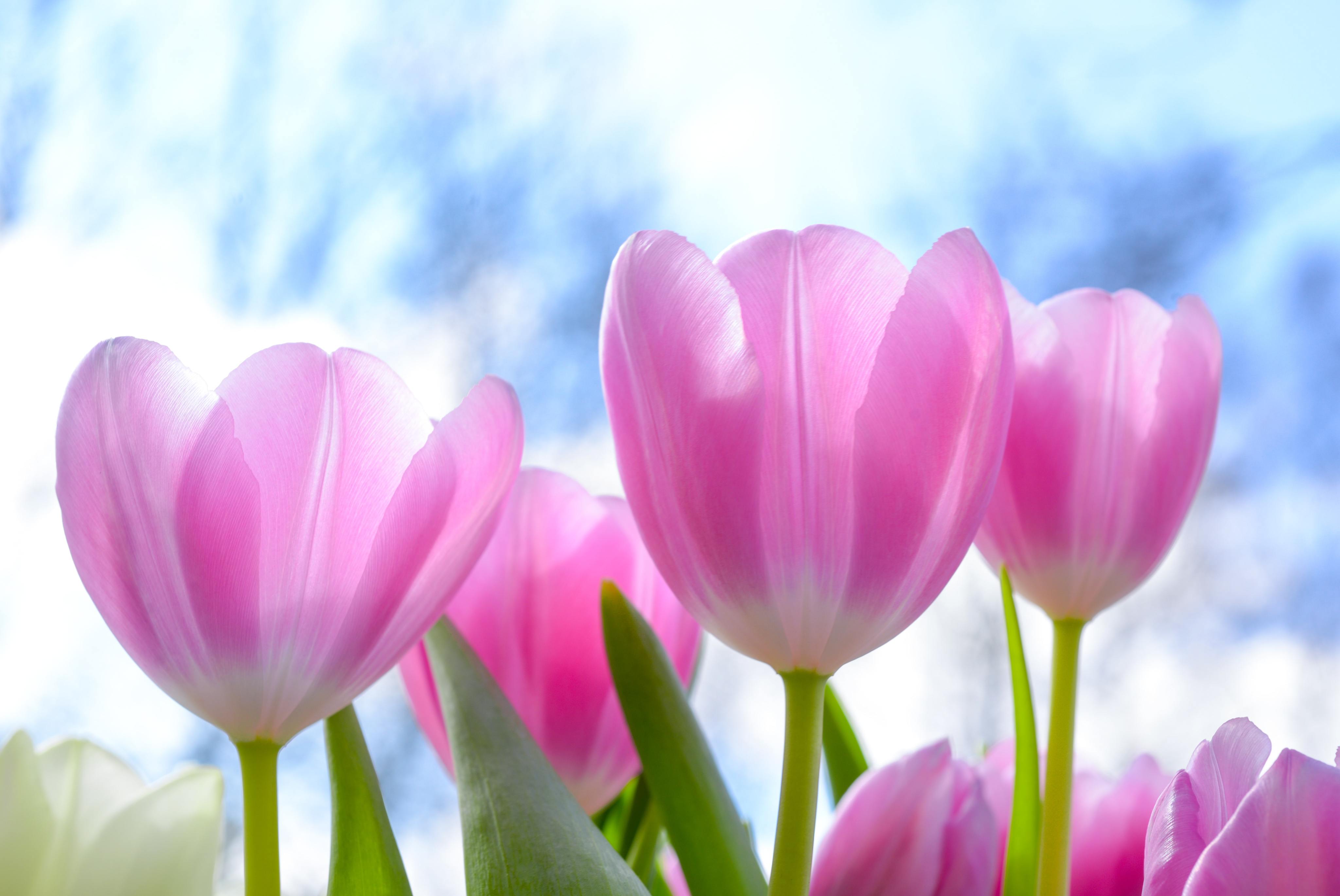 Best Gift Ideas for Mother’s Day 2021 | Gilbert, AZ-image