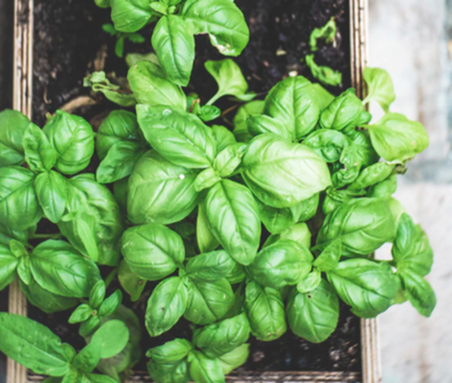 Welcome Spring into your New Home with an Indoor Herb Garden-image