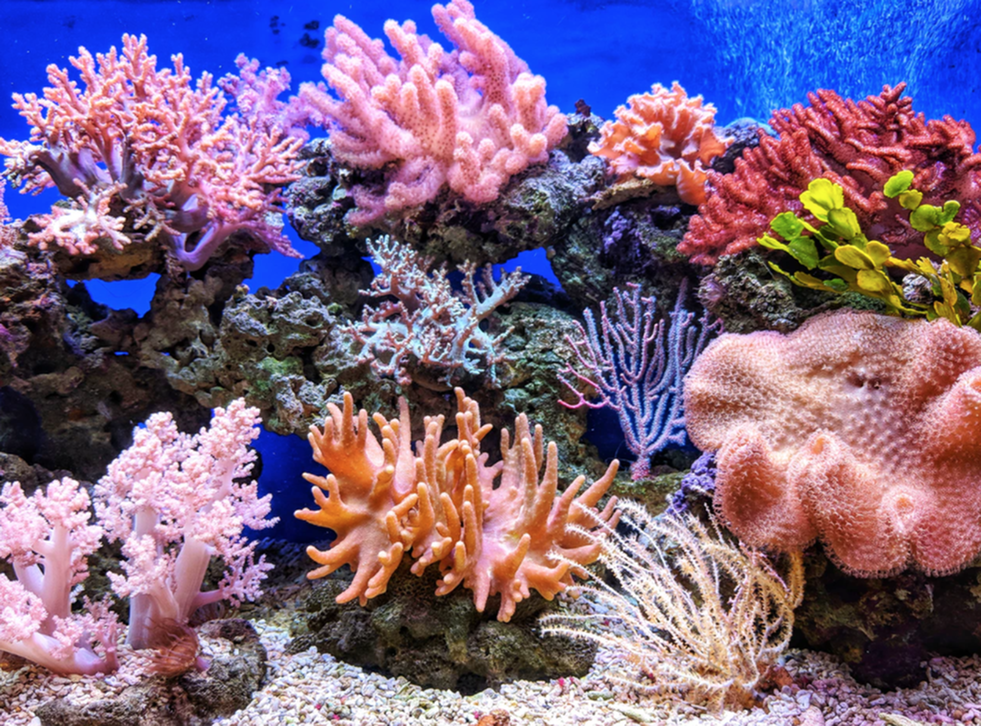 Virtual Ways You Can Celebrate the 50th Anniversary of Earth Day-image