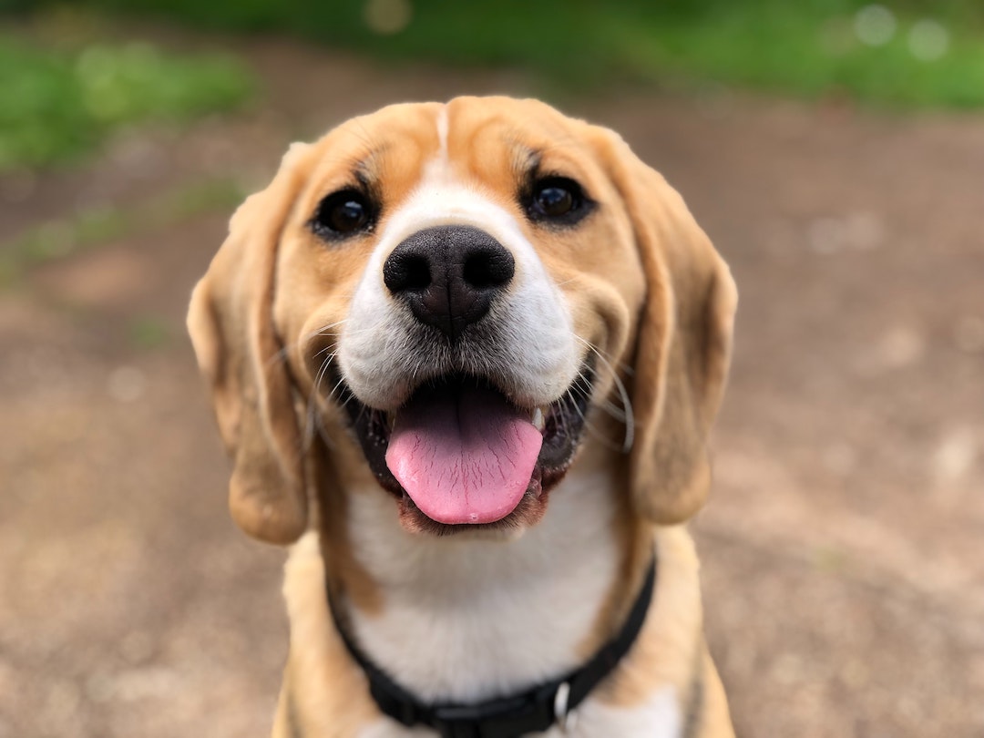 Tips for Keeping Your Dog Safe During the Hot Phoenix Months-image