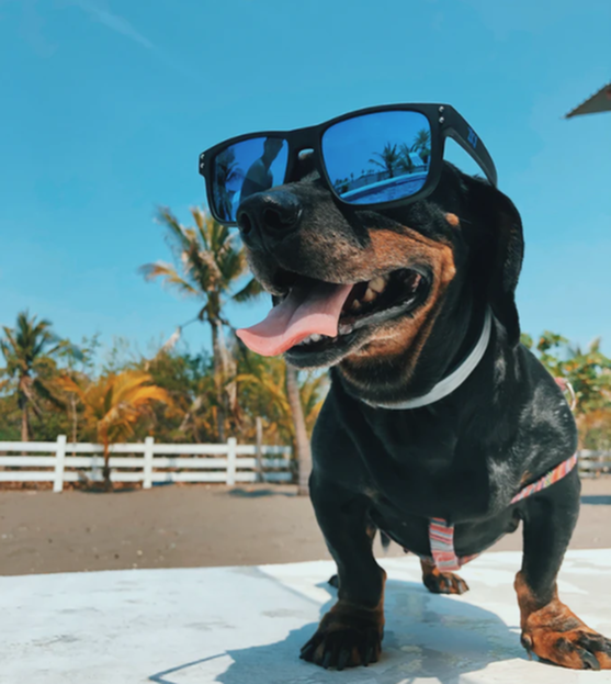 Hot Tips for Pet Parents as Arizona Temperatures Rise-image