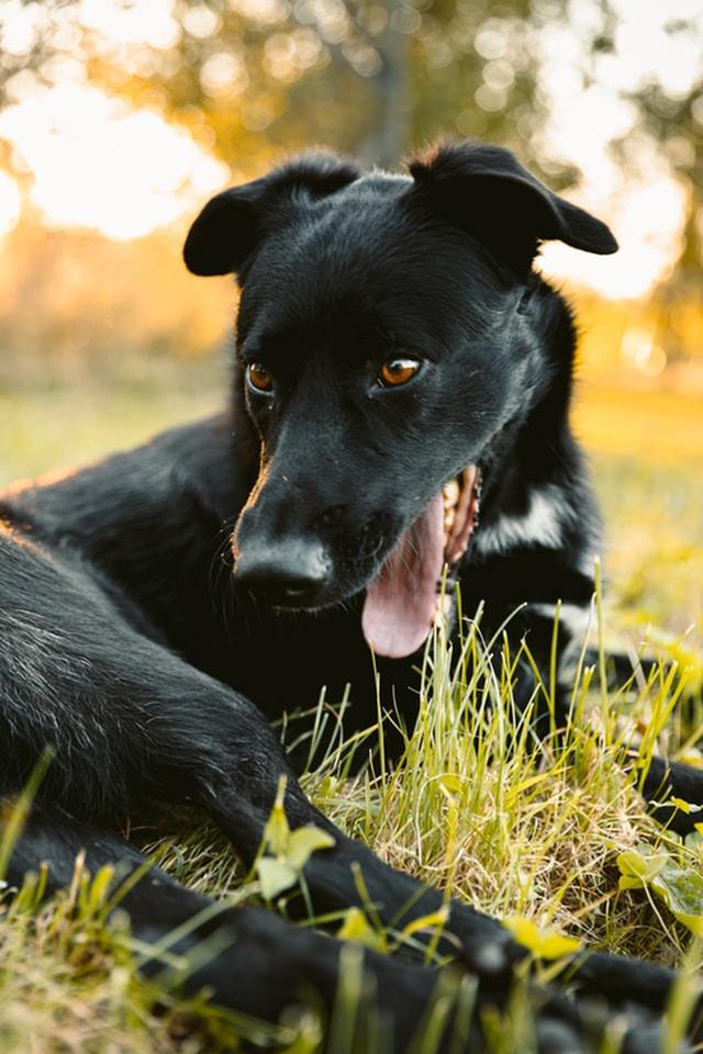 Summer Safety Tips for Arizona Pet Parents-image