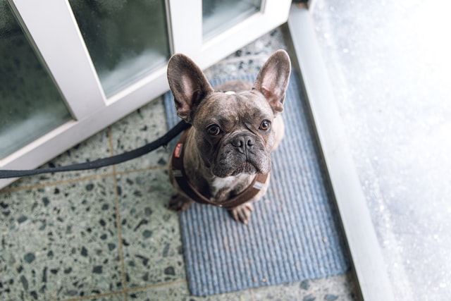 3 Ways to Help Calm Your Pets During Fourth of July Fireworks-image