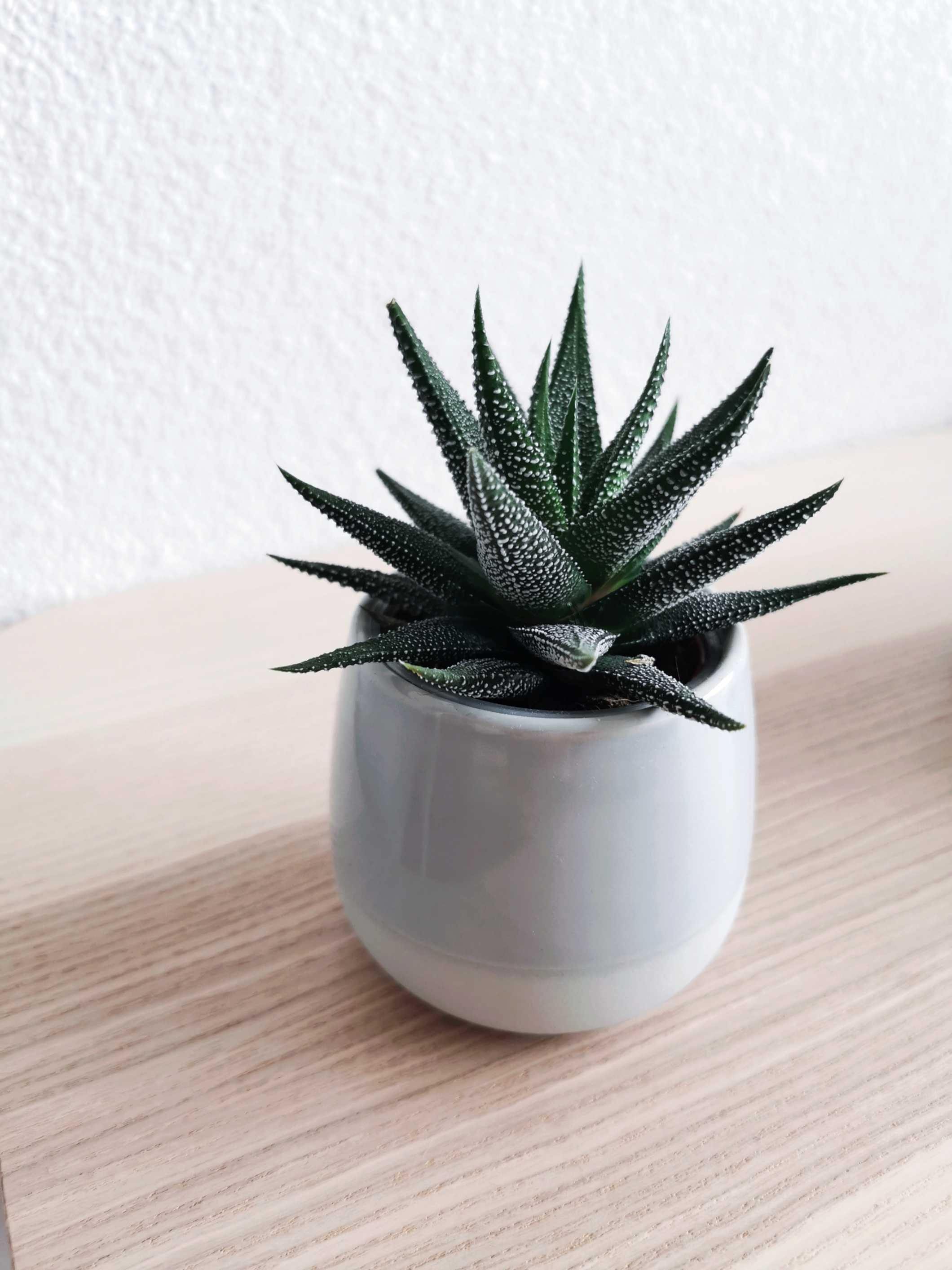 Easiest Plants to Take Care of for a Pop of Color in Your Home-image