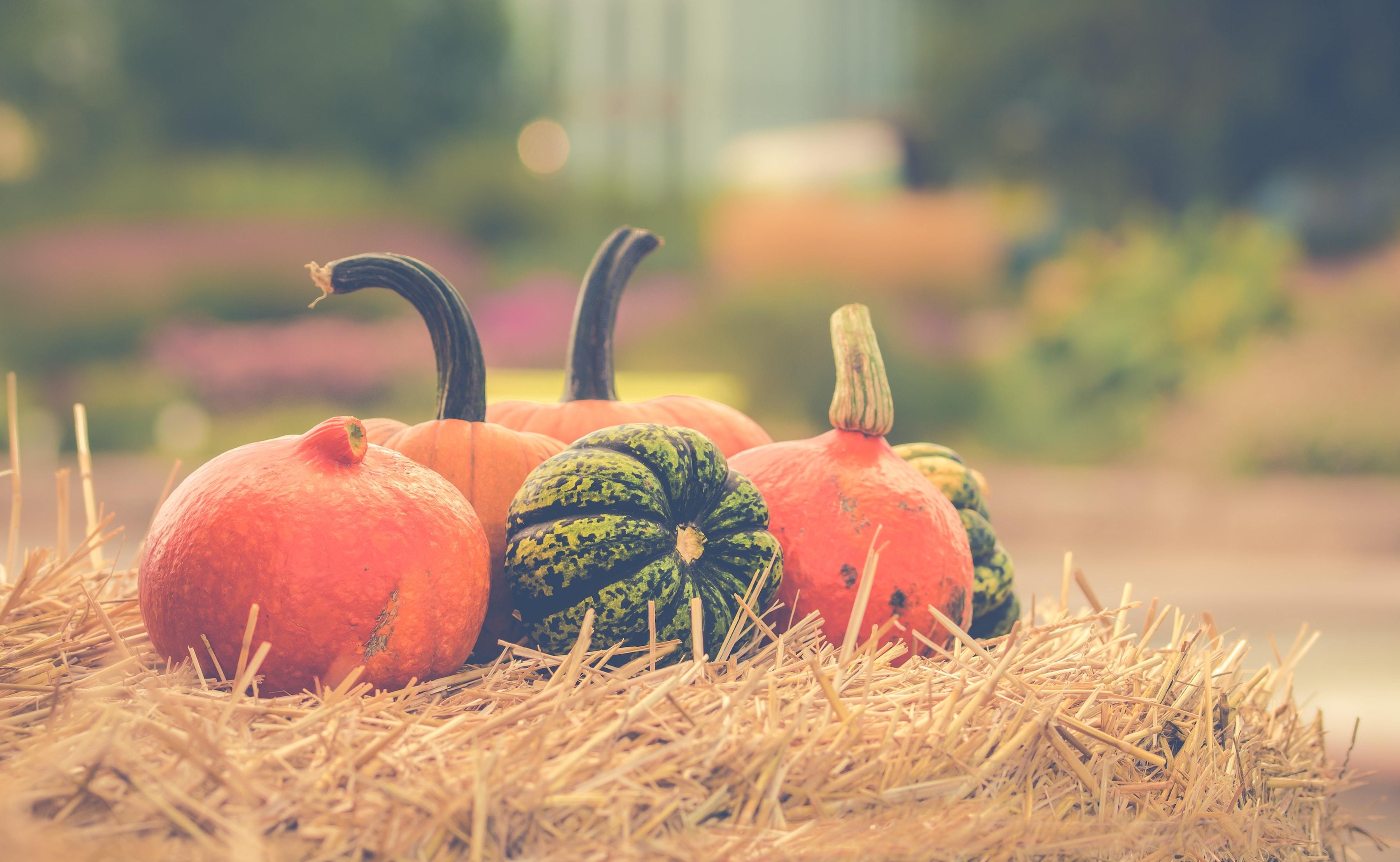 Fall Festivities: Best Pumpkin Patches and Corn Mazes in Vancouver WA-image