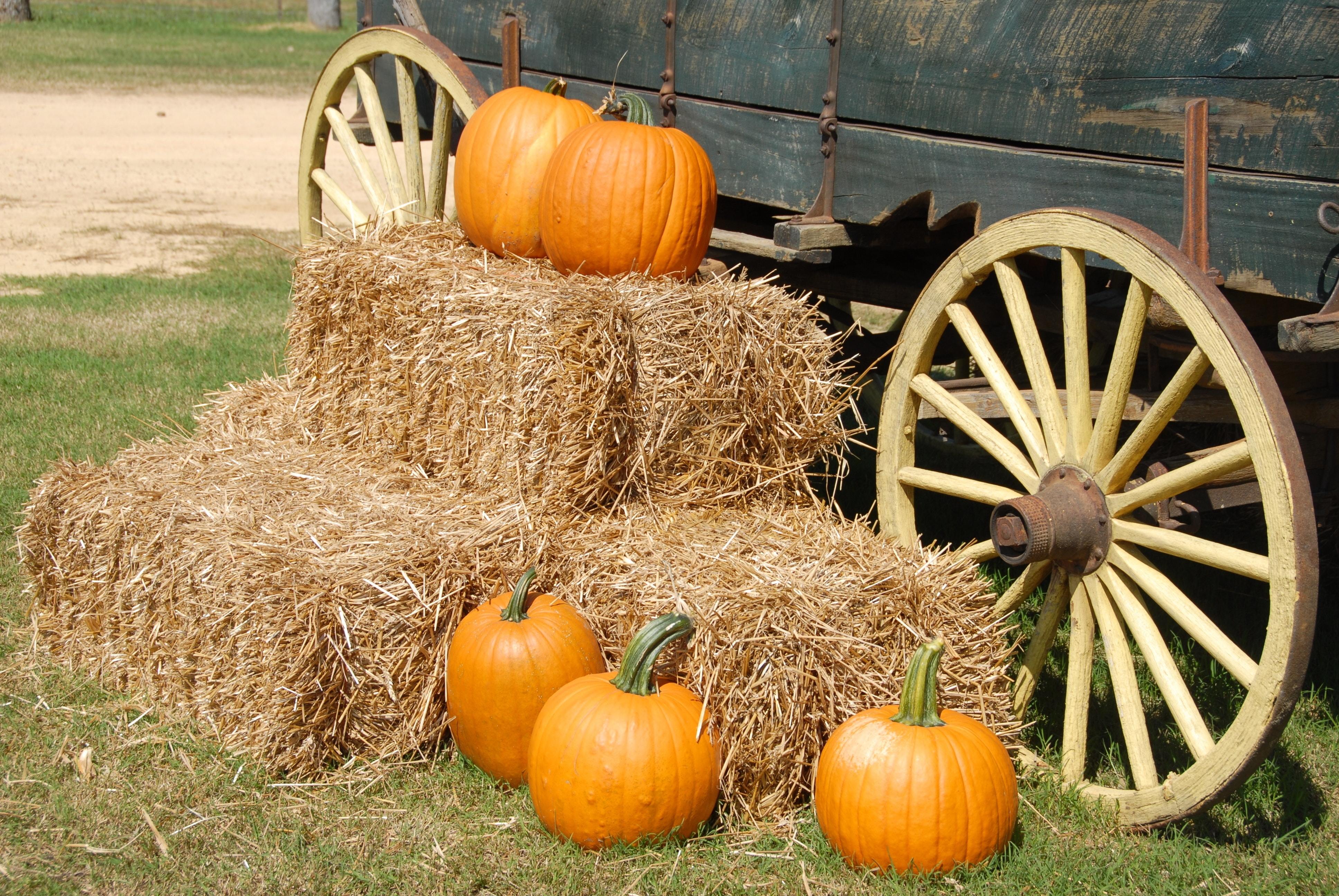 Pumpkin Patches Near Goodyear for Fall-image