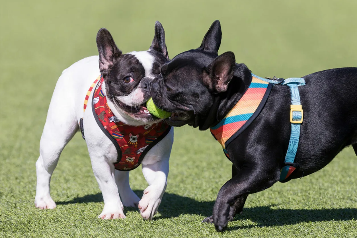 Two playful French bulldogs with colorful harnesses sharing a tennis ball on a grassy field.