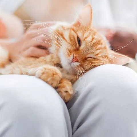 vancouver wa pet friendly apartments