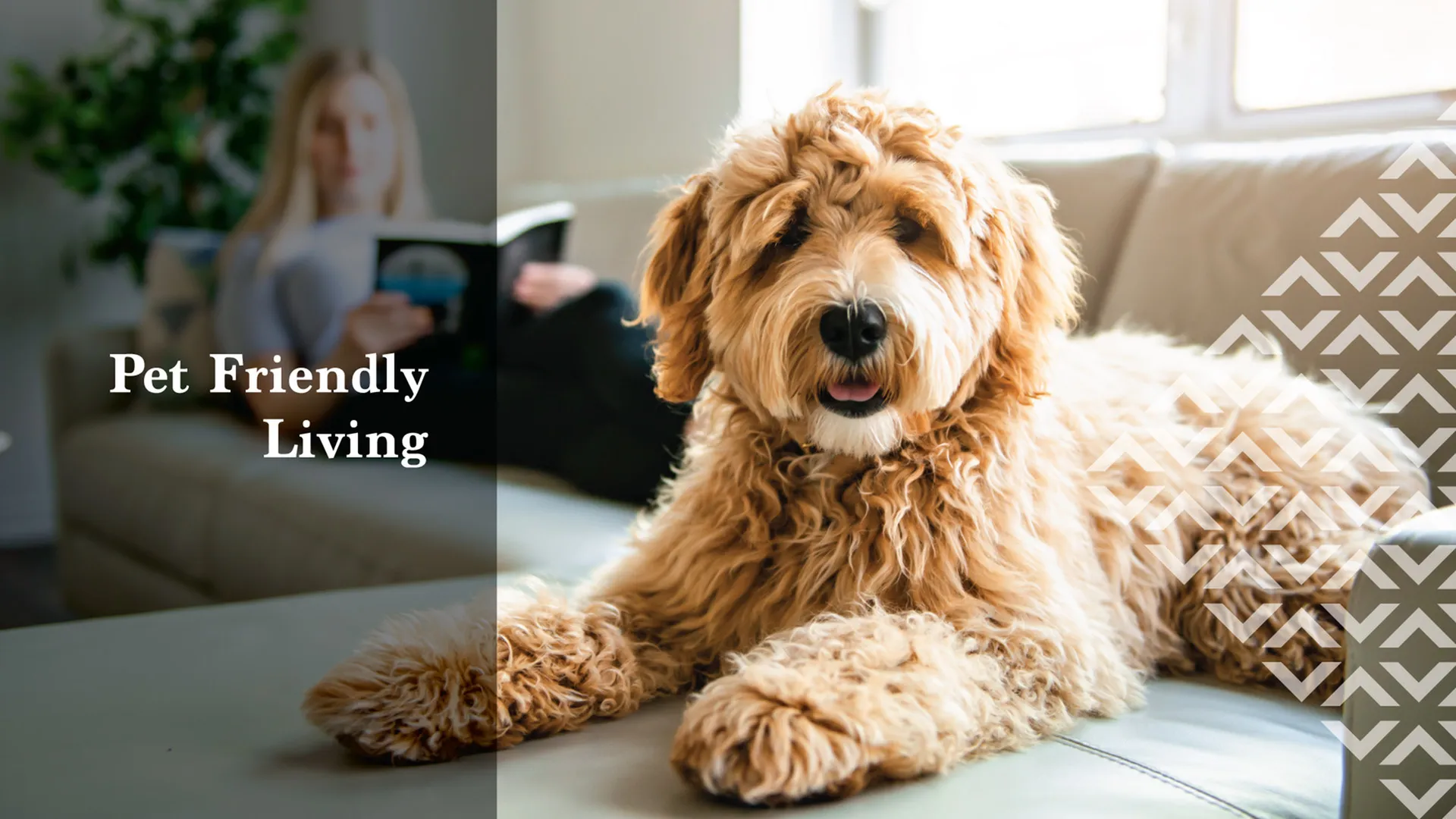 meritum pet friendly apartments