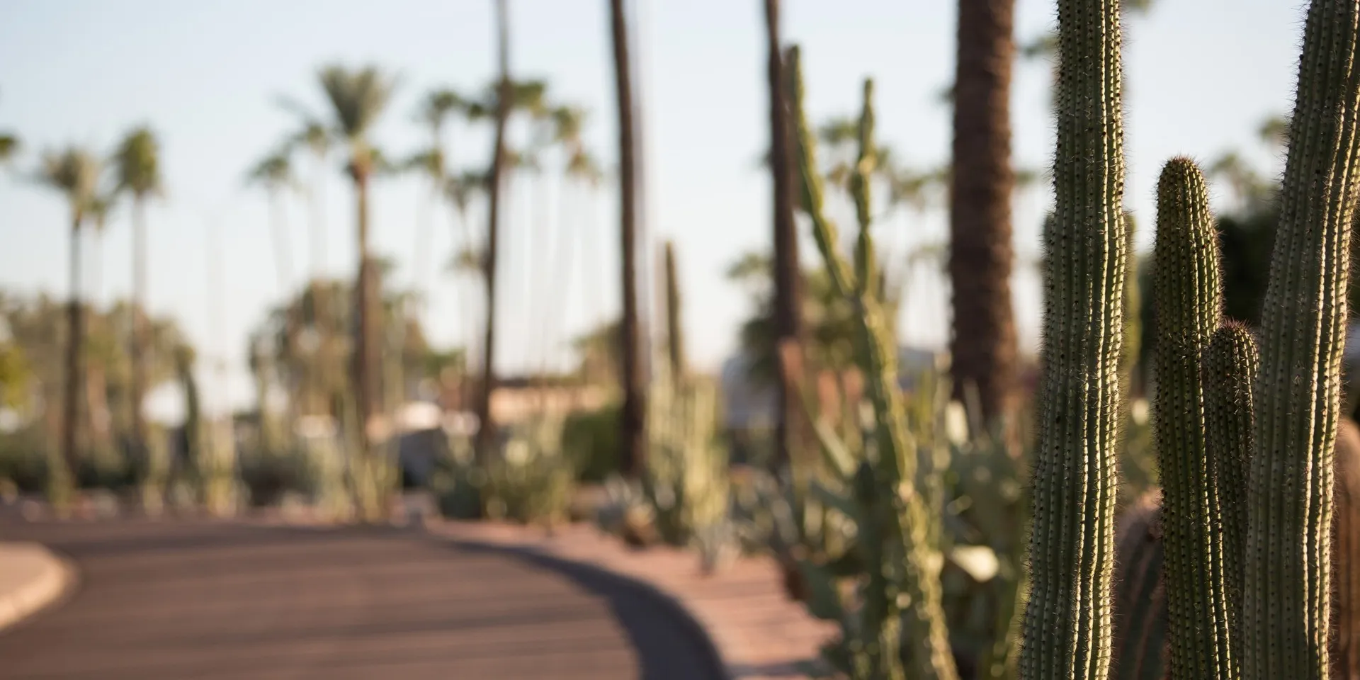 arizona cactus streets