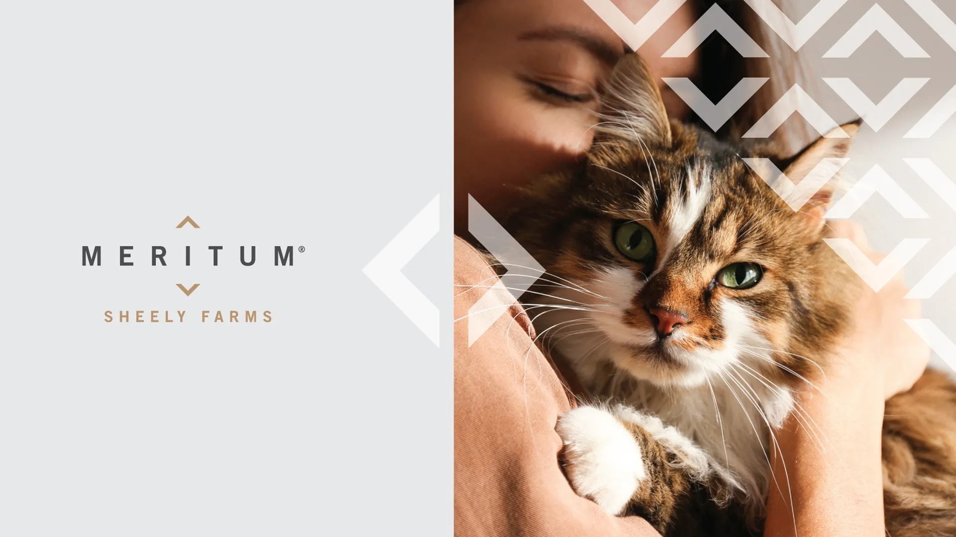 pet friendly apartments meritum sheely farms