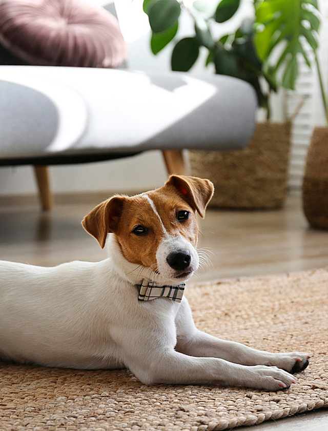 Charming apartment living room with cozy decor, featuring a cute dog lounging on a textured rug, modern couch, and lush green plants.