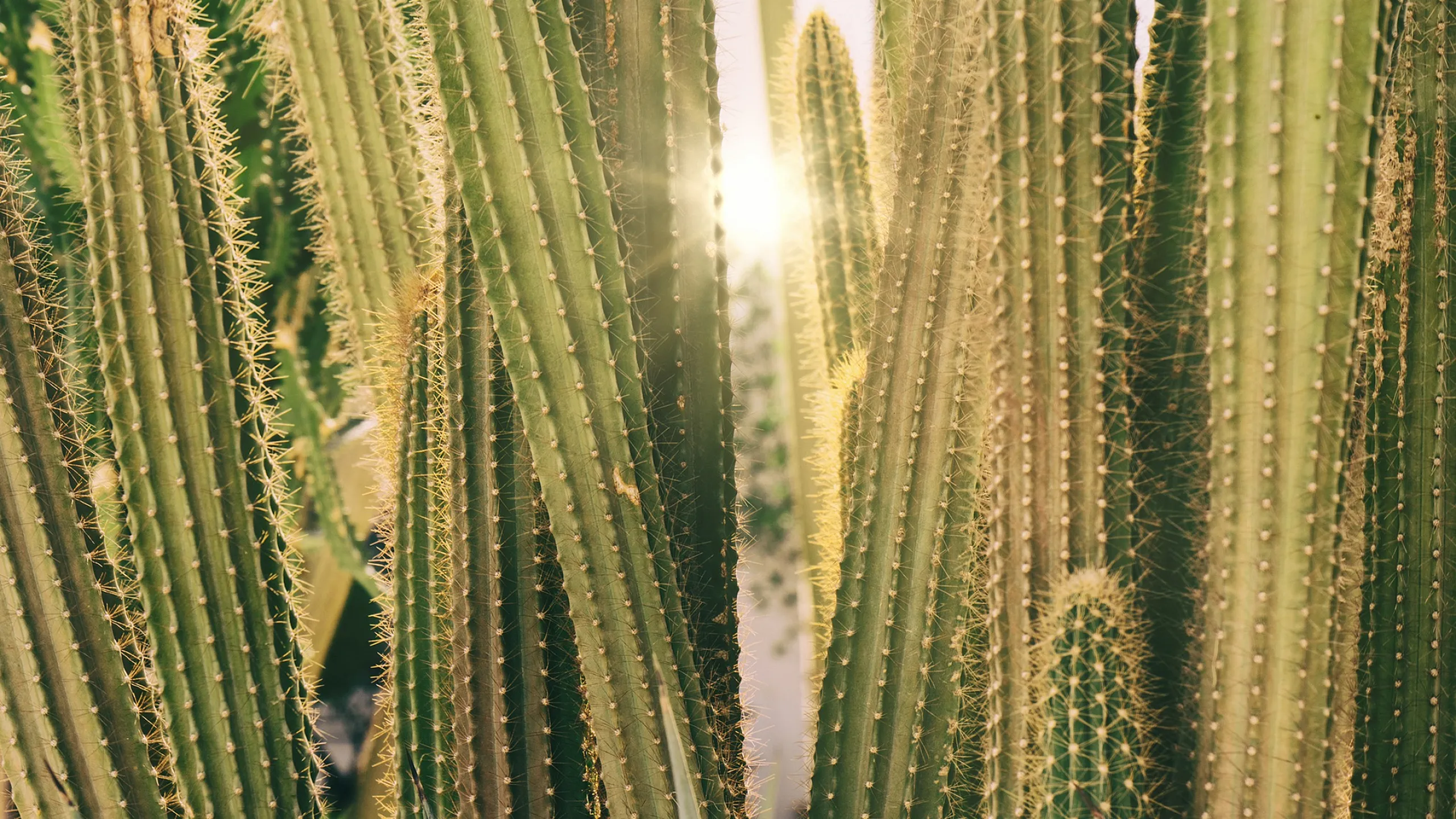 Vibrant close-up of tall cacti basking in warm sunlight, showcasing natural desert beauty.