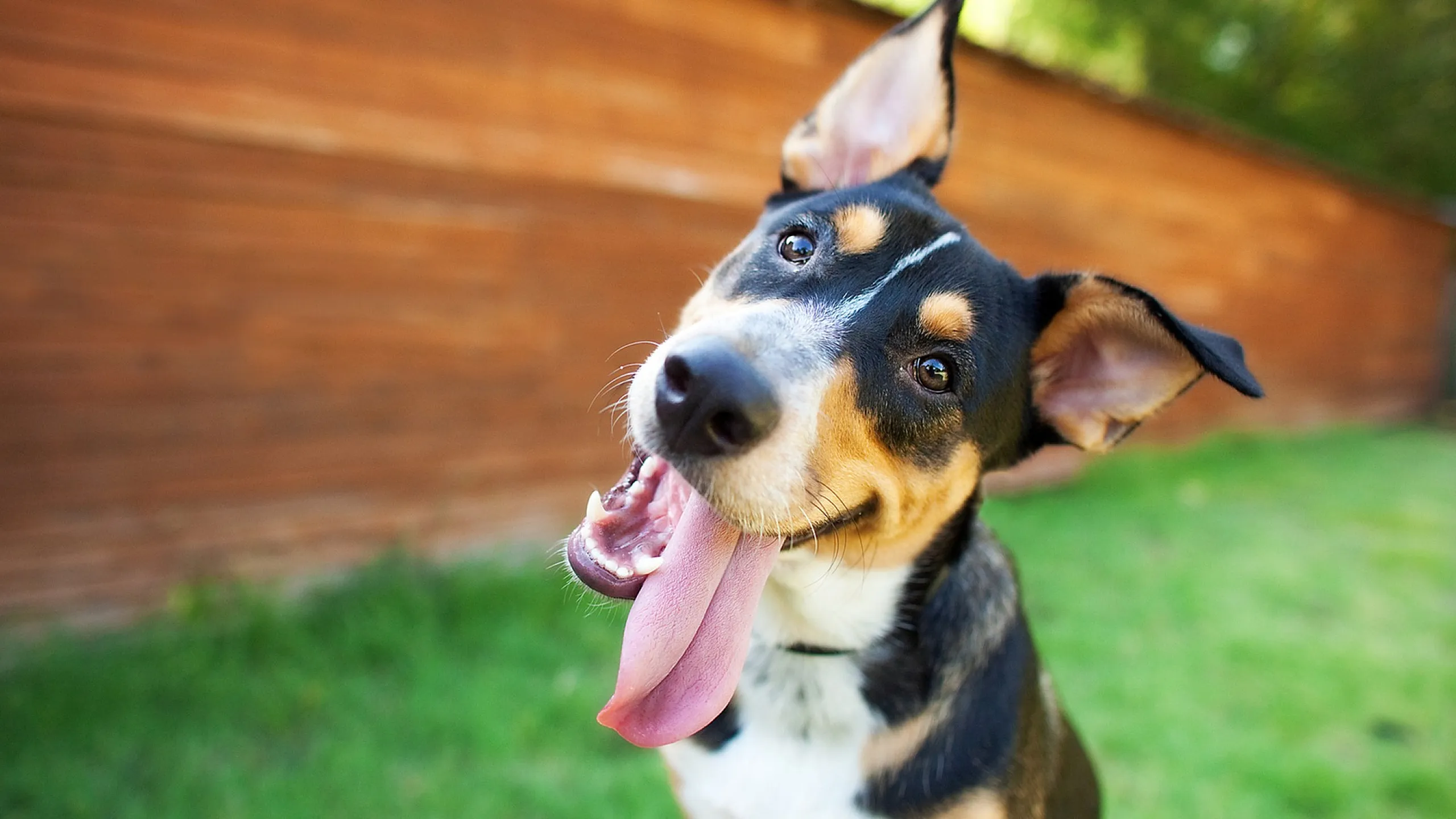 Adorable dog with a playful expression, tongue out in a sunny backyard with lush green grass and a wooden fence.