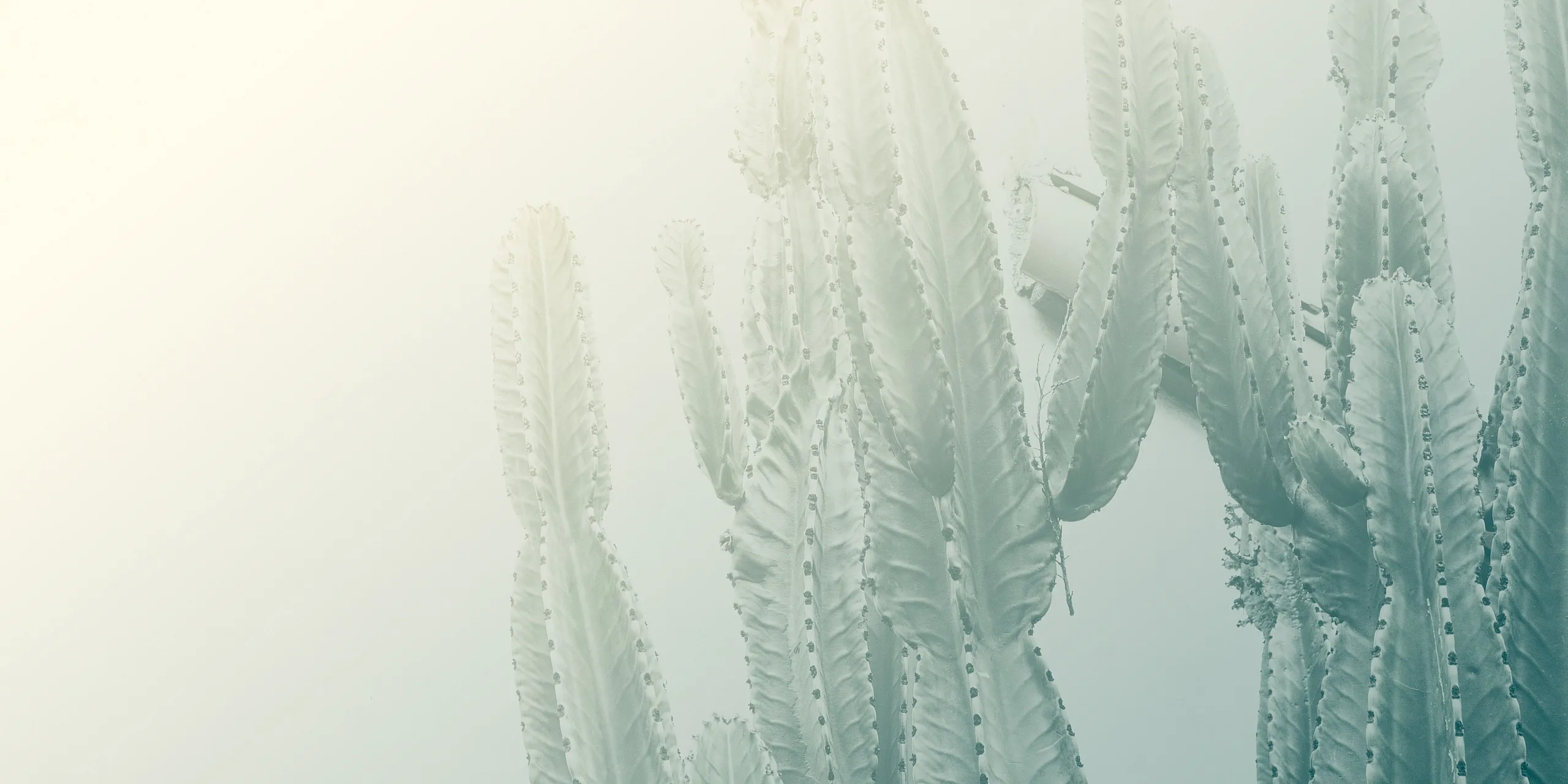Stylish and modern cactus decor adding a touch of desert elegance to any space.